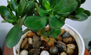 一般花友都不说的养花技巧，学会了就是资深花友，花越长越旺