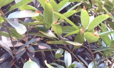 桂花叶尖发黄干枯怎么办？桂花叶枯病综合防治看一看！