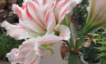 朱顶红叶片发黄是怎么回事