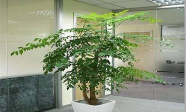 幸福树叶凋零如何挽回 幸福树掉叶子什么原因