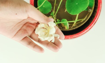 碗莲水里虫子的清理方法