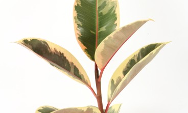 橡皮树长虫子怎么办