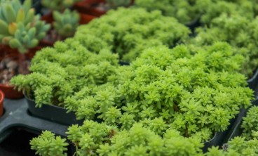 黄金万年草长虫子怎么办