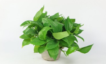 绿萝为什么叶子发黄