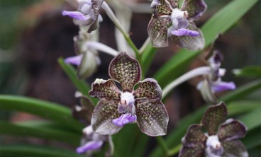 万代兰叶子黄了怎么办