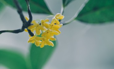 桂花叶子干尖是什么原因