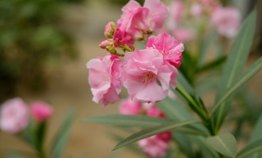 夹竹桃的虫害防治方法
