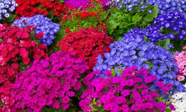 瓜叶菊的虫害防治