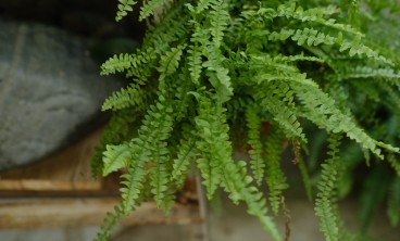 波斯顿蕨叶子发黄怎么办