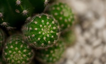 仙人球发黄了怎么办