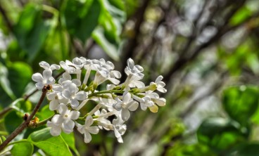 丁香虫害及防治方法