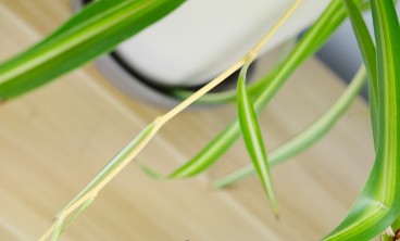 吊兰施什么肥料长得好，吊兰花图片