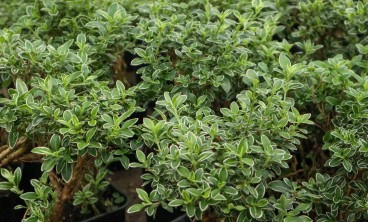 六月雪黄叶掉叶怎么办