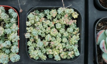 姬星美人叶子发黄怎么办