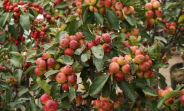 海棠树叶子发黄的原因