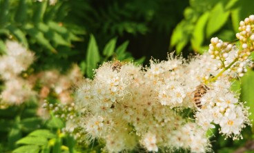 珍珠梅叶子发黄怎么办