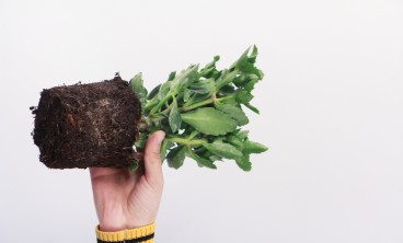 长寿花的叶子发黄干枯