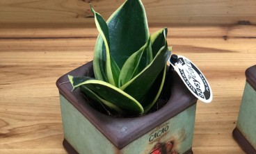 虎皮兰发黄变软原因