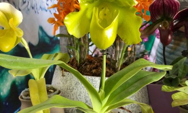 兜兰的虫害防治方法