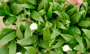 白掌叶子发黄怎么办