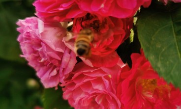 蔷薇花叶子发黄怎么办