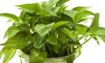 绿萝最简单的养殖方法和养护方法