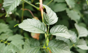 凌霄花叶子发黄怎么办