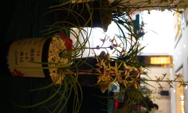 兰花常见虫害及防治方法