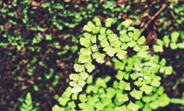 铁线蕨叶子发黄怎么办