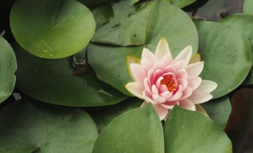 睡莲叶子变黄怎么办