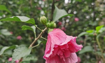 木槿的虫害防治