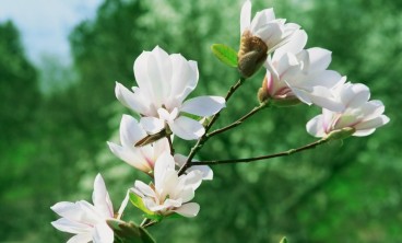 木兰叶子发黄怎么办