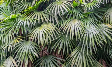 棕竹叶子发黄怎么办