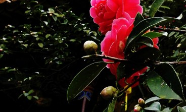 茶花掉叶子怎么办