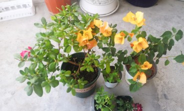 三角梅叶子发黄的原因及解决方法