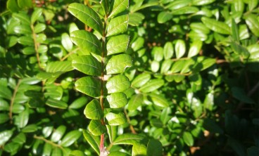 清香木黄叶怎么回事