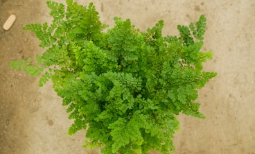 铁线蕨叶子枯萎怎么办