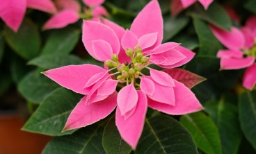 一品红虫害及防治办法