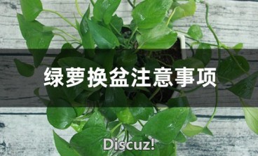 绿萝换盆注意事项