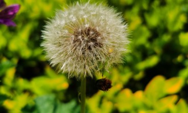 蒲公英可以吃吗，蒲公英怎么吃