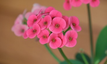 虎刺梅叶子发黄怎么办