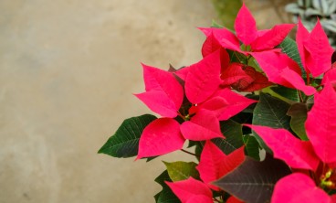 一品红掉叶子是什么原因