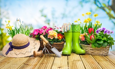 含笑掉叶子怎么办