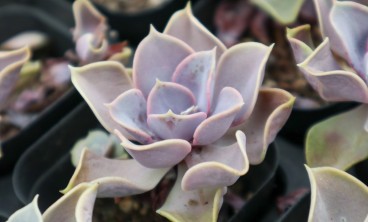 紫珍珠长虫了怎么办？