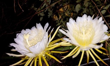 昙花叶子焦枯、干瘪怎么办