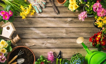 蝼蛄吃什么，对植物有害吗