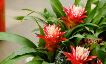 观赏凤梨的水培养花大全