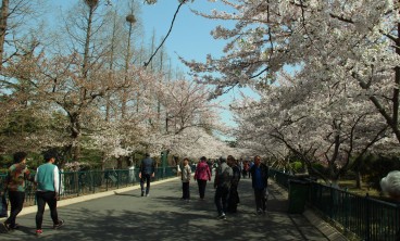 樱花掉叶子要怎么办