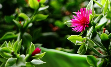 牡丹吊兰叶子发黄怎么办