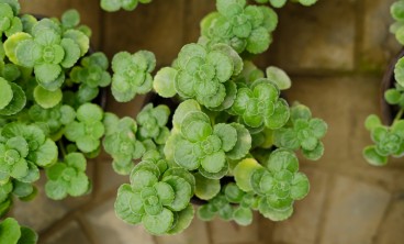 碰碰香长蚧壳虫怎么办